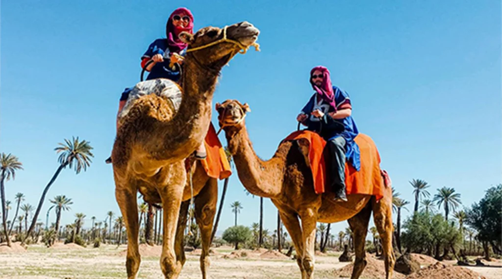 Camel ride in the Palm Grove of Marrakech